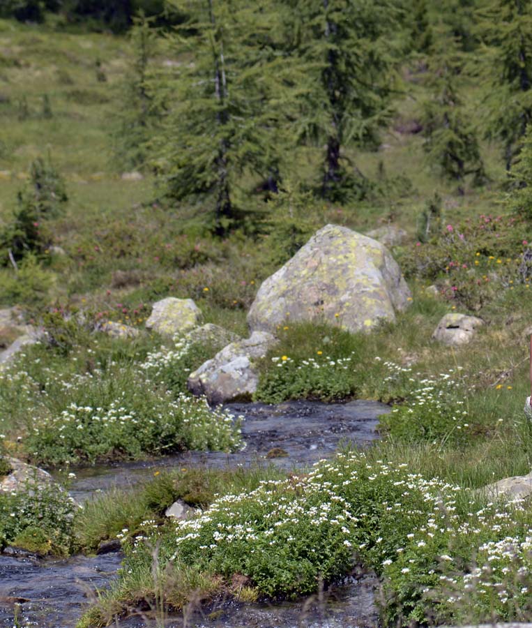 Cardamine amara / Billeri amaro